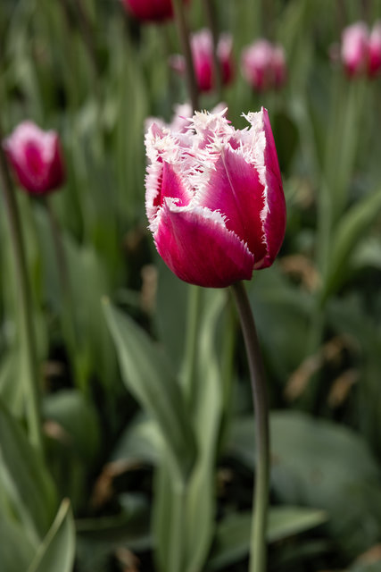 Amsterdam mama 2026-4932.jpg